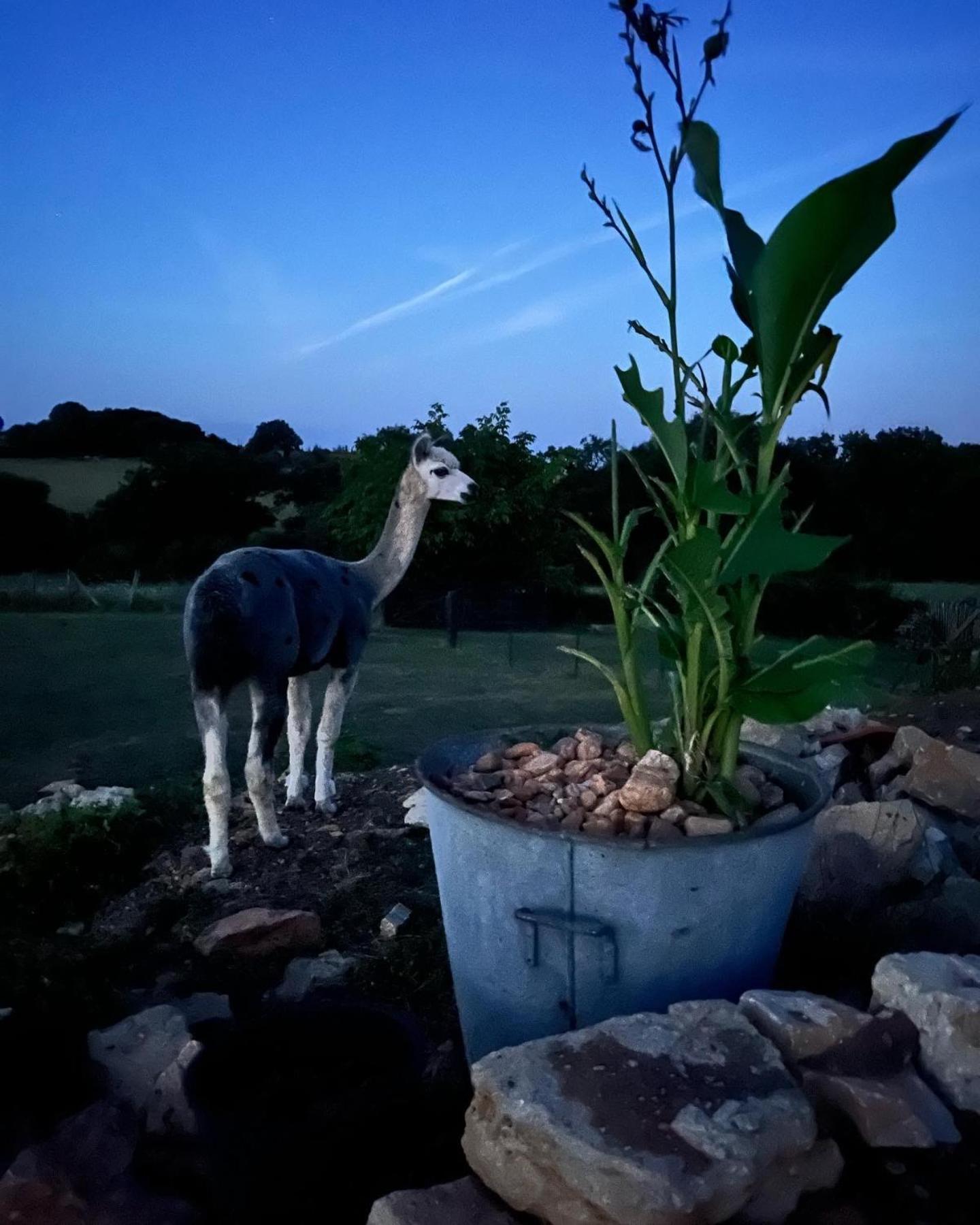 Gite La Borie Fons  Buitenkant foto